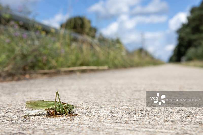 路上的死蝗虫图片素材