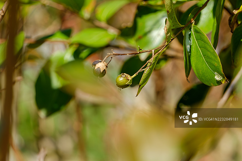 树枝上的绿色芽和叶子的特写图片素材