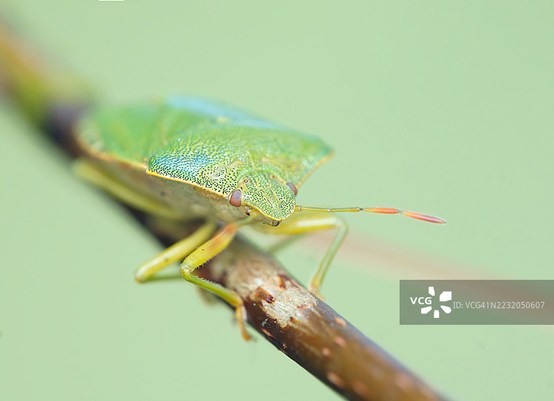 绿盾虫在树枝上的特写镜头图片素材