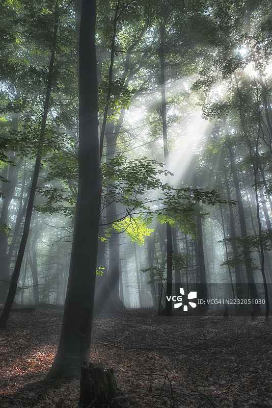 阳光透过雾气弥漫的森林树木，罗马尼亚图片素材