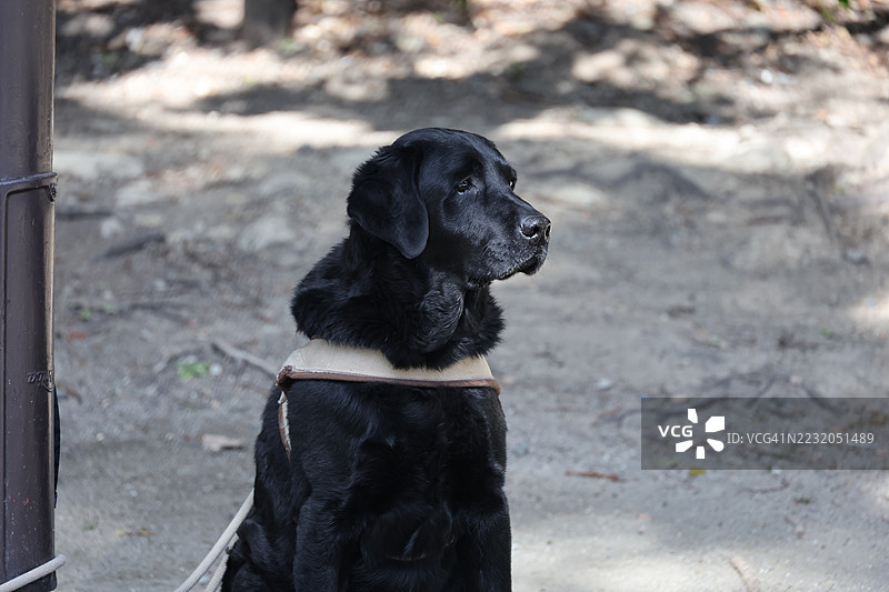 户外坐着的黑色拉布拉多猎犬图片素材