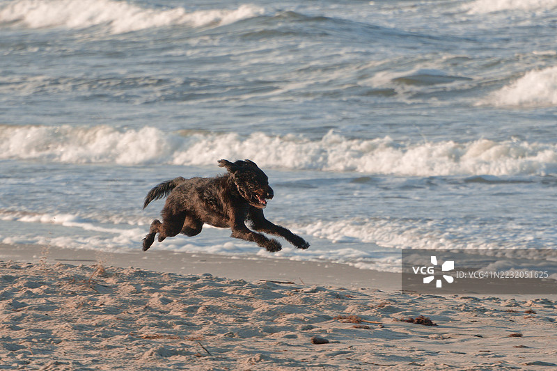 活力四射的狗在沙滩上奔跑图片素材