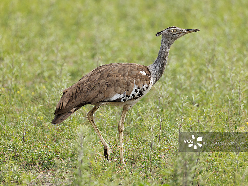 绿草中的科里大鸨（Ardeotis kori）图片素材