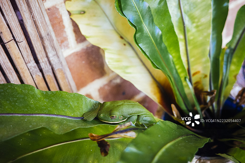 澳大利亚绿树蛙在植物叶子里图片素材
