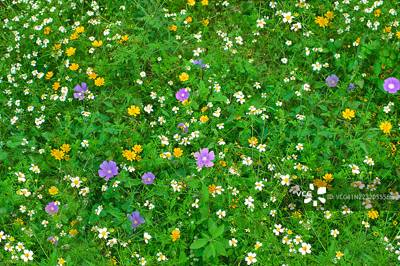 野花田作为背景图片素材