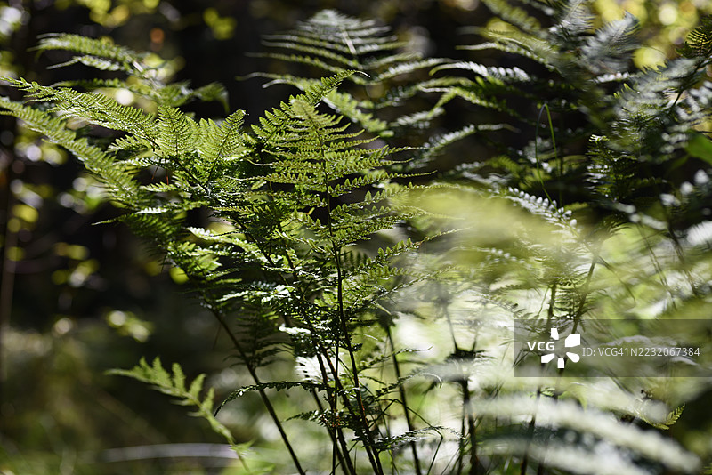 雌蕨图片素材