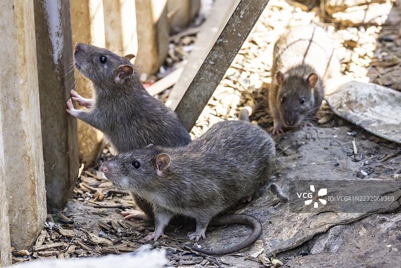 许多城市都面临老鼠问题。州首府斯图加特将自己视为老鼠管理的模范城市。象征性照片：在德国巴登-符腾堡州斯图加特中央车站的垃圾箱上的老鼠。图片素材