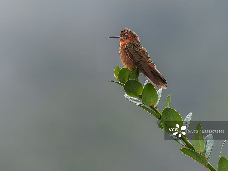 闪光阳光蜂鸟图片素材