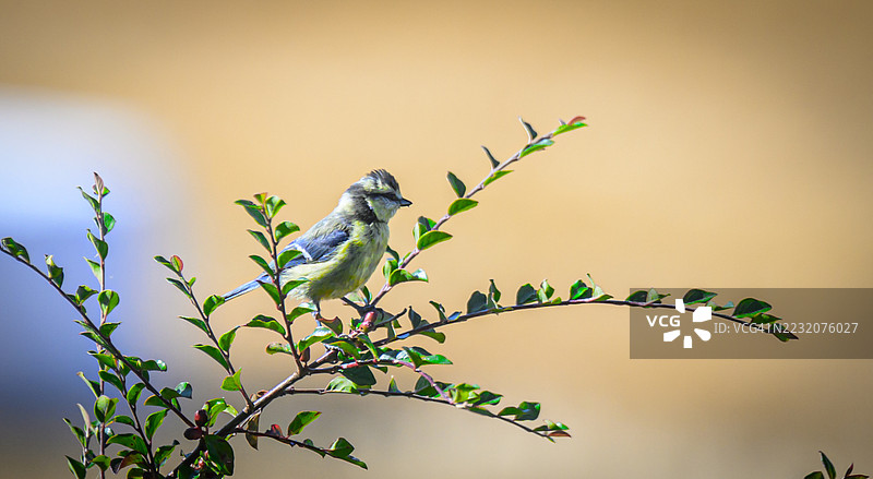 一只蓝色和黄色的鸟栖息在高高的树枝上，黄色的光芒是刚刚收割的麦田。图片素材
