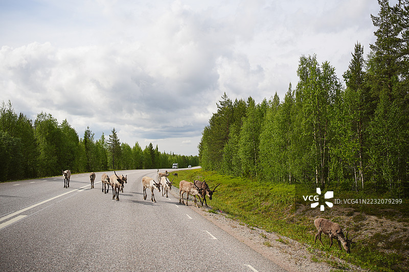 一群驯鹿沿着道路行走图片素材