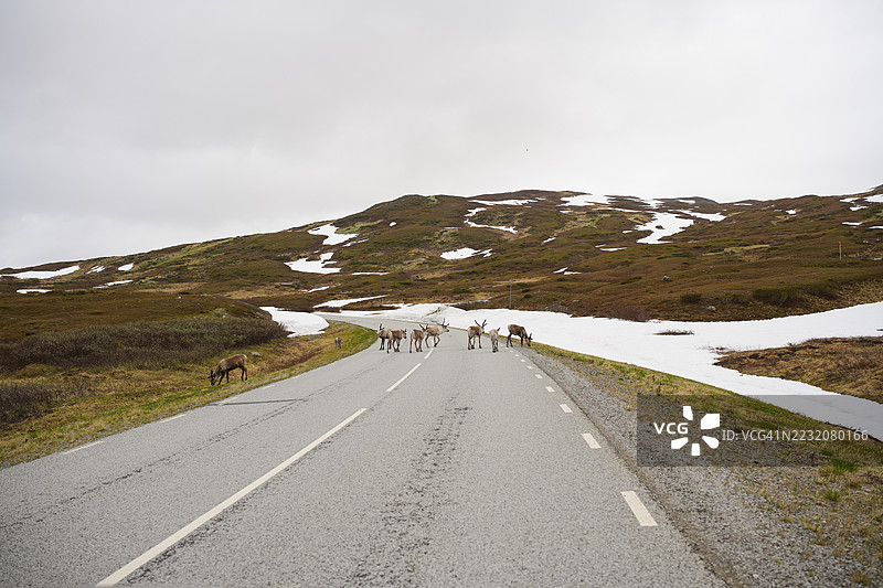 远处的驯鹿在公路上图片素材