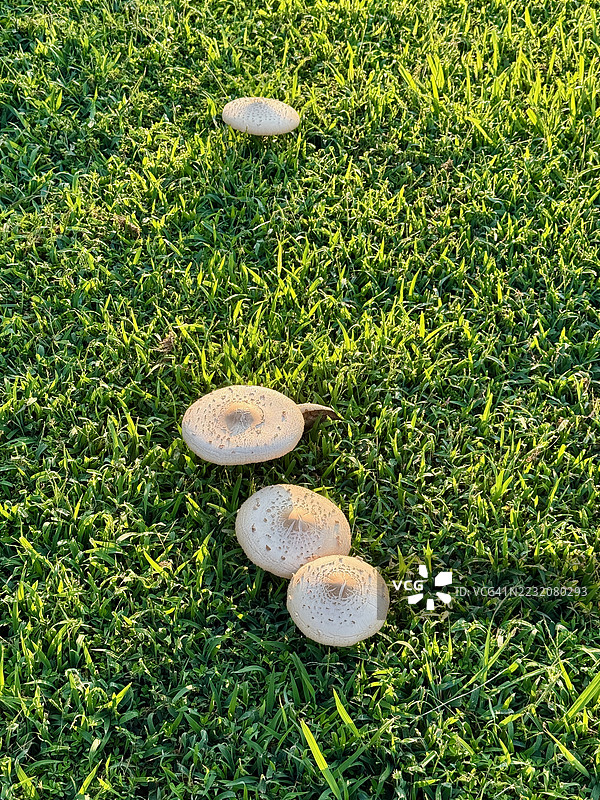 蘑菇与草图片素材