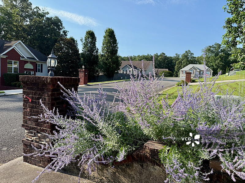 亚特兰大郊区山坡住宅区盛开的俄罗斯鼠尾草花图片素材