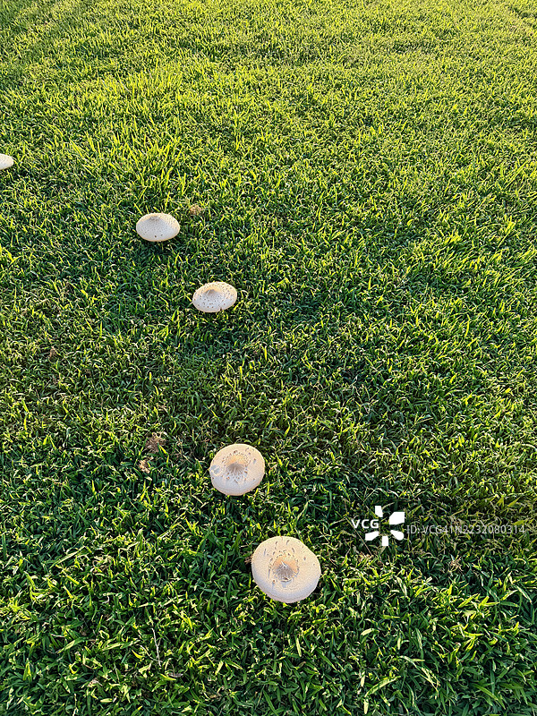 蘑菇与草图片素材