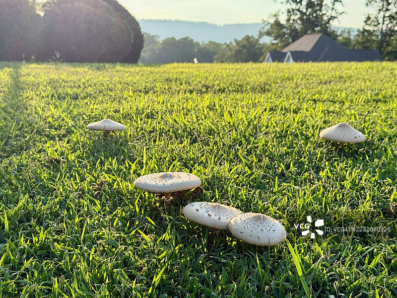 北乔治亚州夏季的房屋建筑与蘑菇图片素材