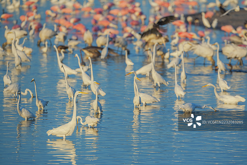 一群大白鹭（Ardea alba）和玫瑰鹮（Platalea ajaja）在佛罗里达州圣ibel岛J.N.丁·达林国家野生动物保护区捕鱼图片素材