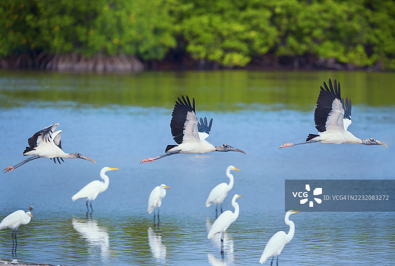 飞翔的木鹳（Mycteria Americana），美国佛罗里达州圣贝尔岛，J.N. 丁·达林国家野生动物保护区图片素材