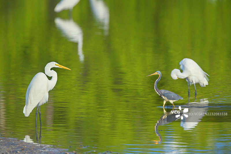 大白鹭(Ardea alba)和三色鹭(Egretta tricolor)在寻找食物,佛罗里达州圣贝尔岛,J.N. 丁·达林国家野生动物保护区图片素材