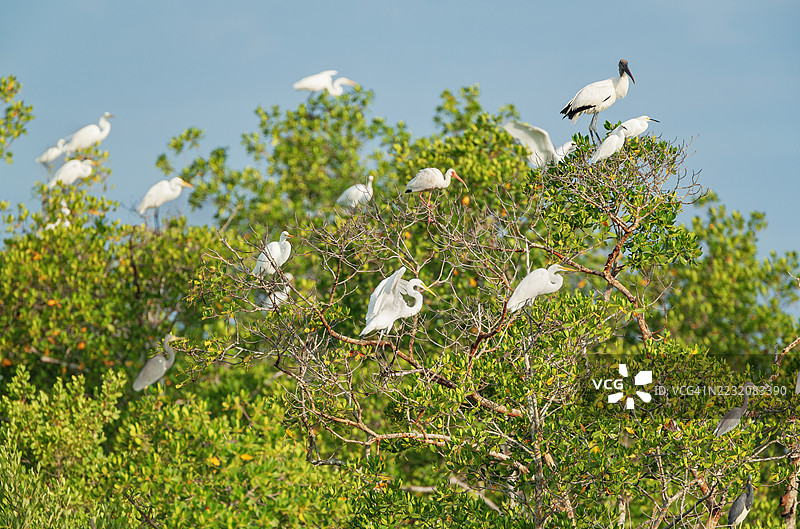 一群大白鹭（Ardea alba）和木鹳（Mycteria Americana）栖息在树上，位于美国佛罗里达州圣贝尔岛的J.N. 丁·达林国家野生动物保护区。图片素材