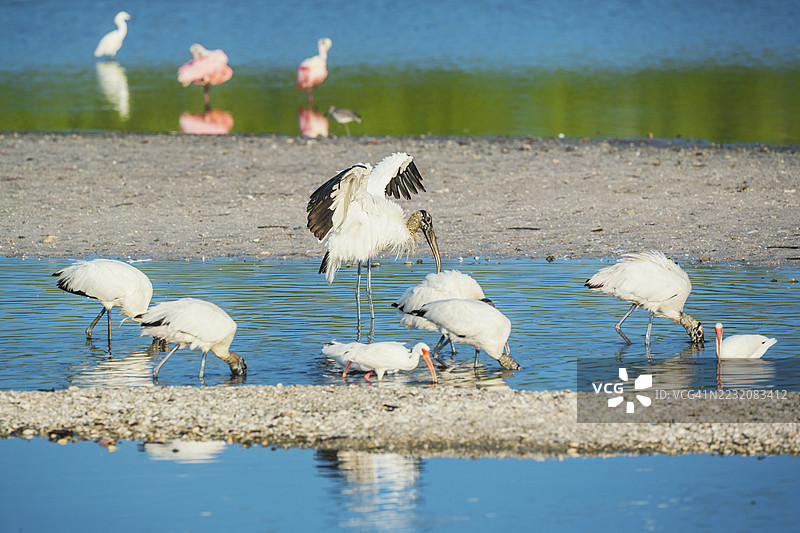 木鹳（Mycteria Americana）和玫瑰鹮（Platalea ajaja）在佛罗里达州圣贝尔岛J.N.丁·达林国家野生动物保护区捕鱼图片素材