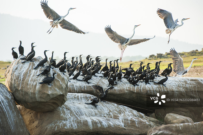 印度鸬鹚（Phalacrocorax fuscicollis）和灰鹭（Ardea cinerea），斯里兰卡加尔奥亚国家公园的塞纳纳亚克萨穆德拉湖图片素材