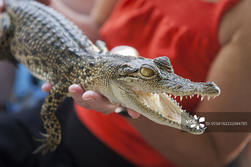 一位女性抱着一只年轻的鳄鱼。在斯里兰卡南部省加勒区本托塔河口进行的红树林探险船游。图片素材