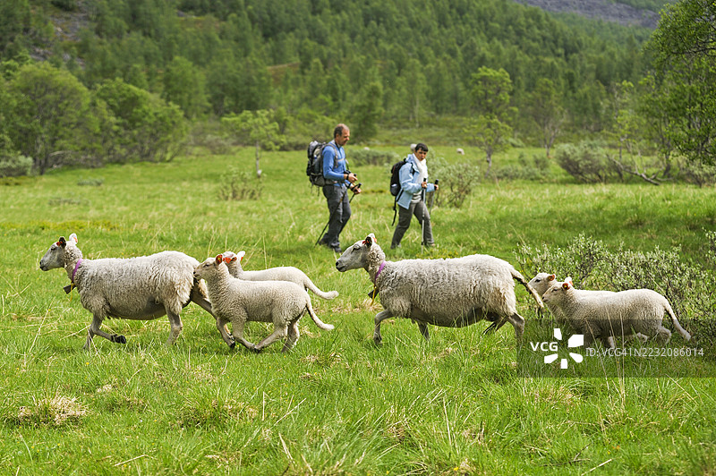 徒步旅行者和羊在通往斯坦达尔斯布伦冰川的路上，位于挪威特罗姆斯县的林根阿尔卑斯山脉。图片素材