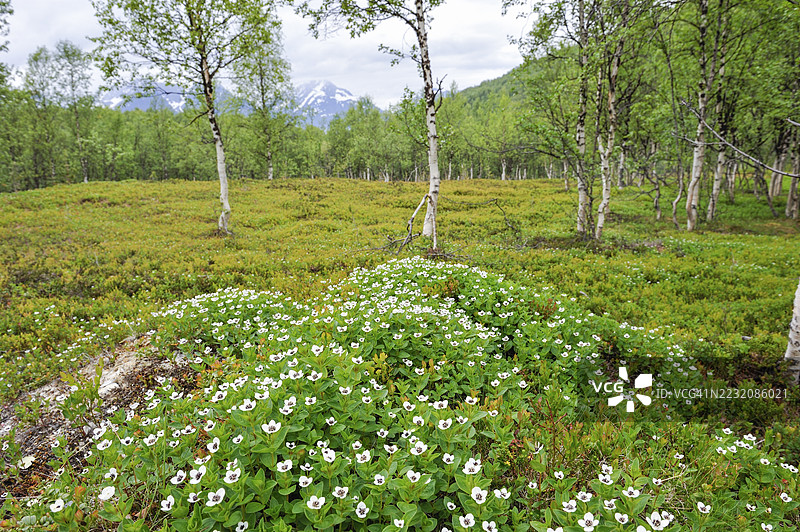 瑞典山茱萸花在白桦林中，位于挪威特罗姆斯县的林根地区诺德曼维克达伦谷。图片素材