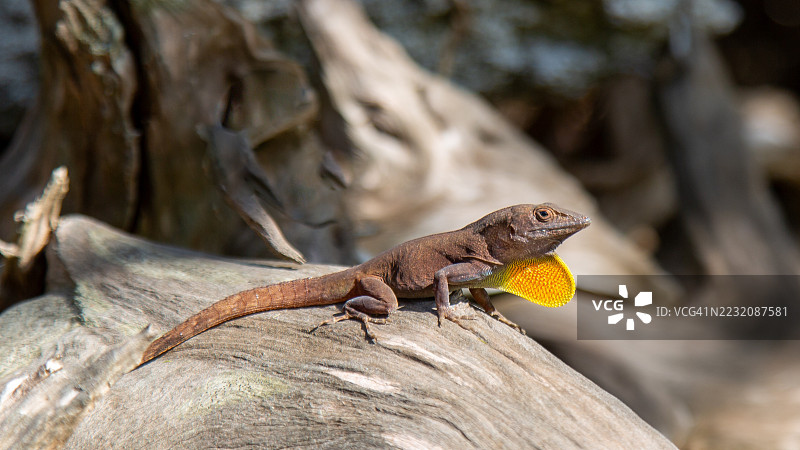 牙买加安诺尔蜥蜴（anolis grahami）展开橙色喉囊，百慕大图片素材