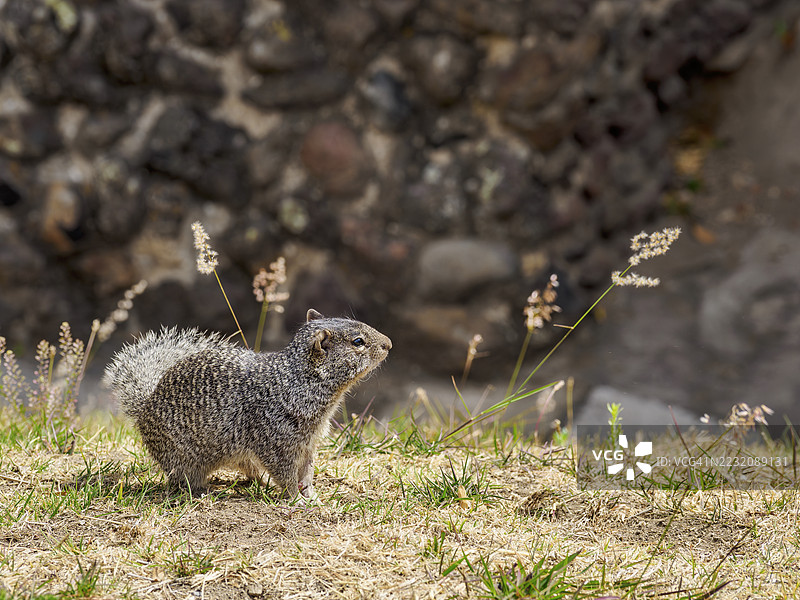 墨西哥普埃布拉州乔卢拉大金字塔考古遗址的岩松鼠（Otospermophilus variegatus）图片素材