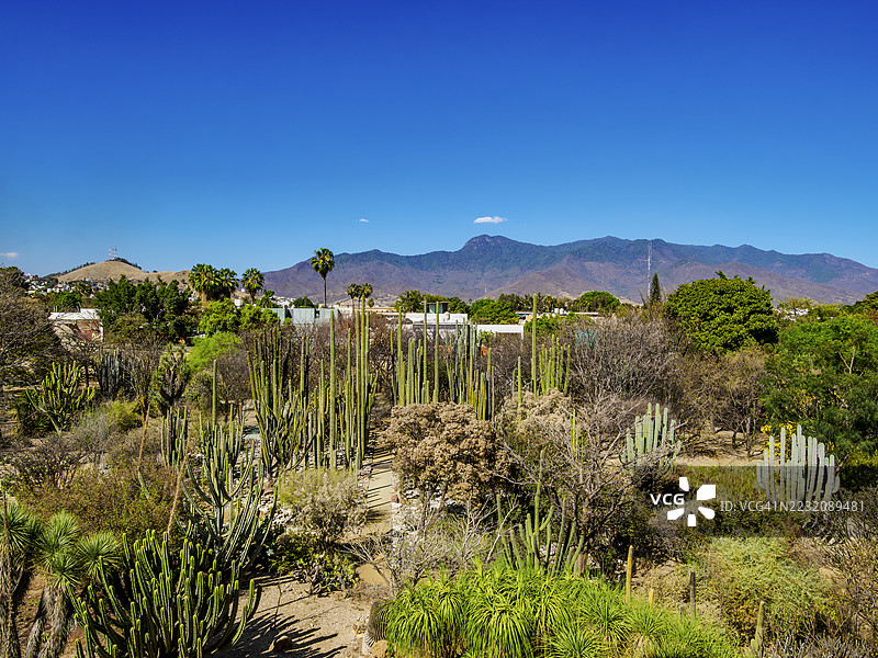 瓦哈卡州瓦哈卡市圣多明各教堂和修道院旁的民族植物园图片素材