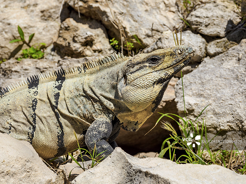 墨西哥坎佩切州埃德兹纳考古遗址的鬣蜥图片素材
