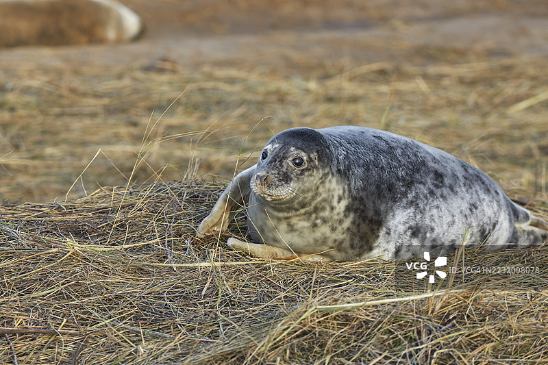 一只年轻的灰海豹幼崽（Halichoerus grypus）在冬季的海岸上，位于英国林肯郡的唐纳努克自然保护区，北海沿岸。图片素材
