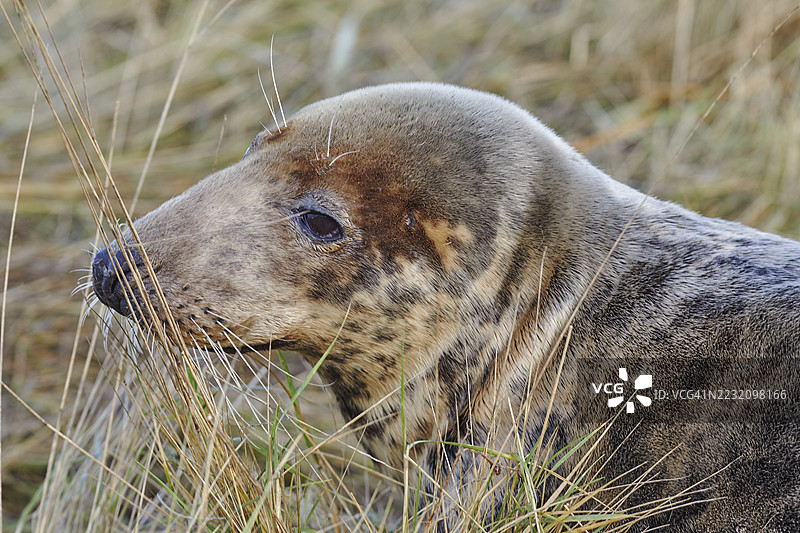 冬季在英国林肯郡北海海岸的唐纳努克自然保护区，一只雌性灰海豹（Halichoerus grypus）在岸边。图片素材