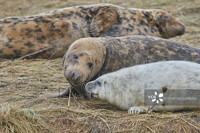 一只年轻的灰海豹幼崽（Halichoerus grypus）在冬季与母亲一起在海岸上，位于英国林肯郡的唐纳努克自然保护区，靠近北海。图片素材
