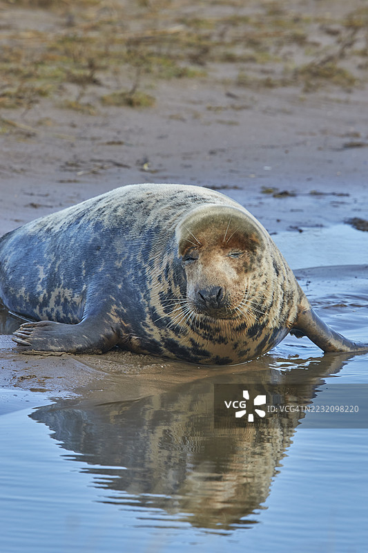 冬季在英国林肯郡北海海岸的唐纳努克自然保护区，一只雌性灰海豹（Halichoerus grypus）在岸边。图片素材