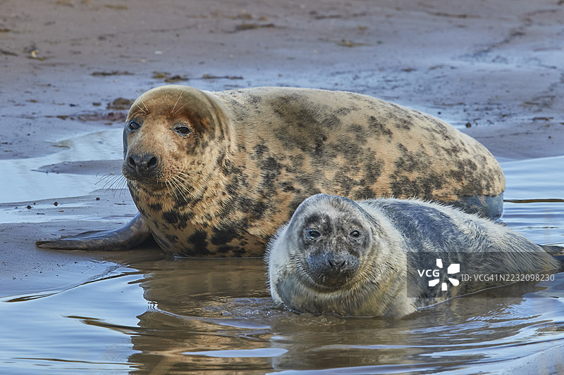 一只年轻的灰海豹幼崽（Halichoerus grypus）在冬季与母亲一起在海岸上，位于英国林肯郡的唐纳努克自然保护区，北海沿岸。图片素材