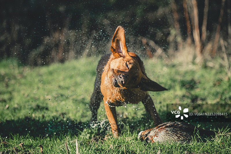 红色拉布拉多猎犬在英国的猎鸟活动中摇晃着一只公雉。图片素材