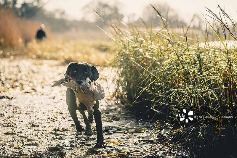 一只嘴里叼着雉鸡的可卡犬在英国的雉鸡猎场上图片素材