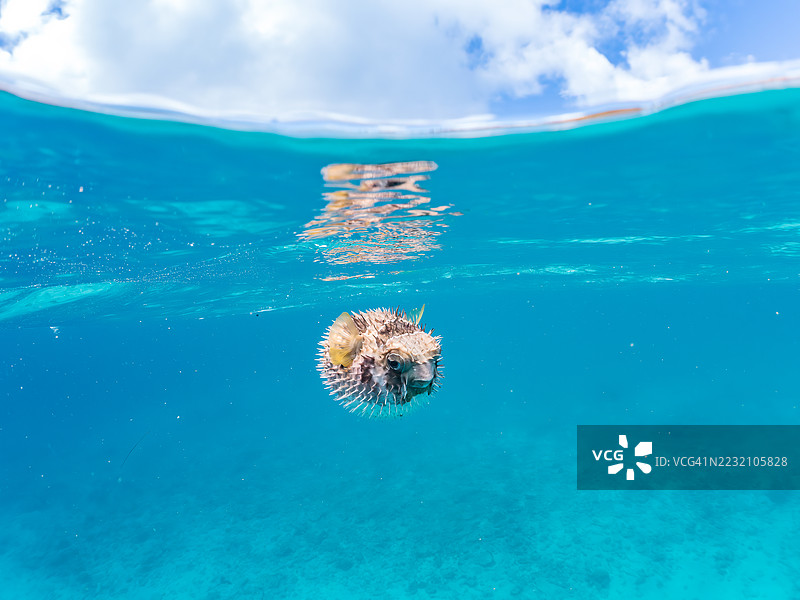 黑斑刺豚鱼，Diodon liturosus。愤怒且膨胀。半水面摄影。日本冲绳县座间味岛，慶良間群岛 - 2025年6月28日图片素材