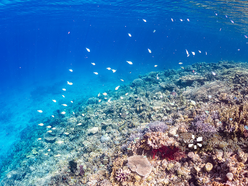 美丽的蓝绿小丑鱼群,蓝绿色的克罗米斯(Chromis viridis),白尾达斯基鲁斯(Dascyllus aruanus)等热带鱼群。美丽的珊瑚礁和游泳的人们。阿穆罗岛,泽麻美岛,庆良间群岛,2025年。图片素材