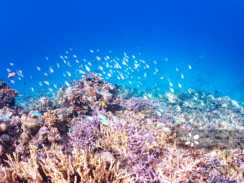 美丽的蓝绿小丑鱼群、蓝绿色的克罗米斯（Chromis viridis）、白尾达斯基鲁斯（Dascyllus aruanus）等热带鱼群。美丽的珊瑚礁和游泳的人们。阿穆罗岛、座间味岛、庆良间群岛，2025年。图片素材