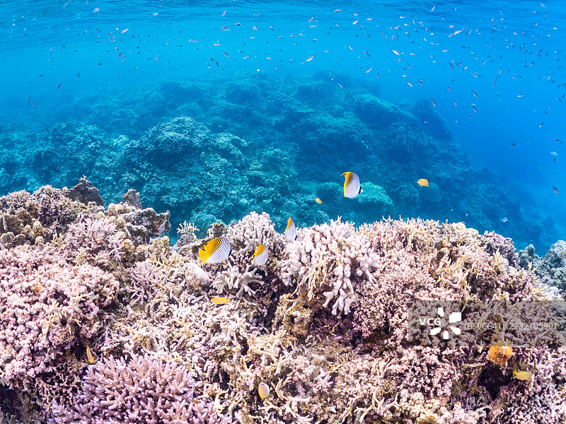 一群美丽的丝带蝴蝶鱼和其他热带鱼在奇妙的珊瑚礁中游弋。美丽的珊瑚礁和游泳的人们。位于冲绳的阿穆罗岛、座间味岛、庆良间群岛，时间为2025年6月28日。图片素材