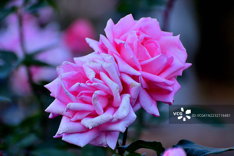 玫瑰花：爱的象征、美丽与芬芳图片素材