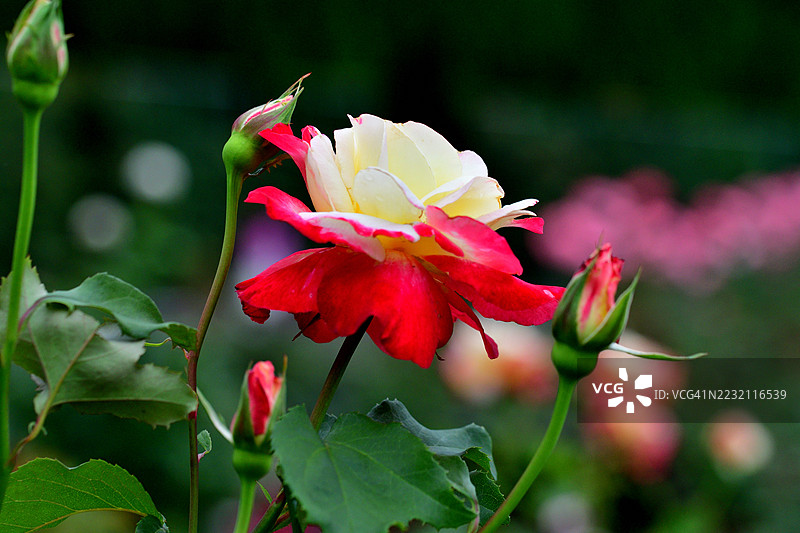 玫瑰花：爱的象征、美丽与芬芳图片素材