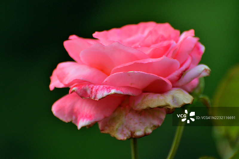 玫瑰花：爱的象征、美丽与芬芳图片素材