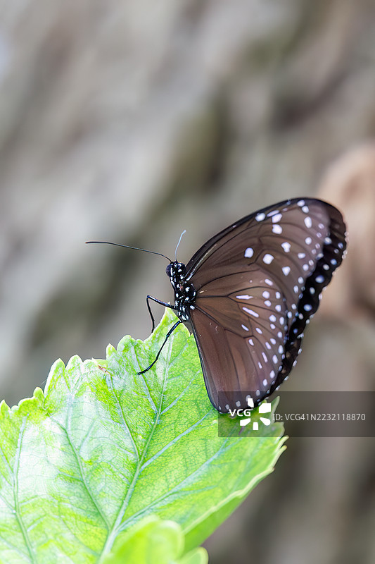 条纹蓝乌鸦，Euploea mulciber。蝴蝶。日本冲绳，庆良间群岛，岛尻郡，座间味岛 - 2025年6月29日图片素材