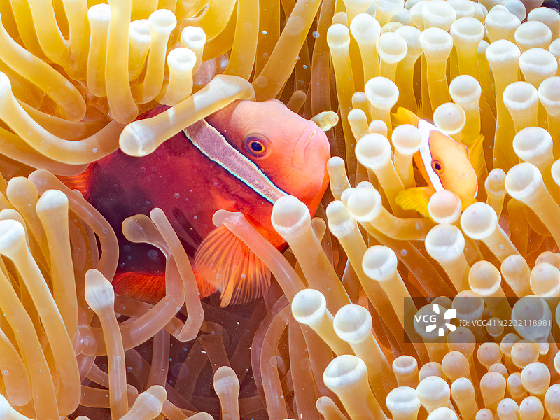 可爱的番茄小丑鱼(Amphiprion frenatus)和美丽的海葵以及其他生物在奇妙的珊瑚礁中。一群热带鱼。美丽的珊瑚礁和游泳的人们。Gahi岛,座间味岛,庆良间群岛,岛尻郡,2025年。图片素材