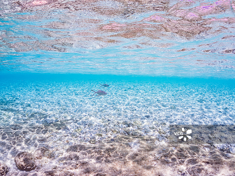 美丽的小斑点飞鱼，Trachinotus baillonii，栖息在美丽的白色沙滩上。半水面摄影。一群热带鱼。美丽的珊瑚礁和游泳的人们。Gahi岛，座间味岛，慶良間群岛，岛尻郡，冲绳 - 2025图片素材