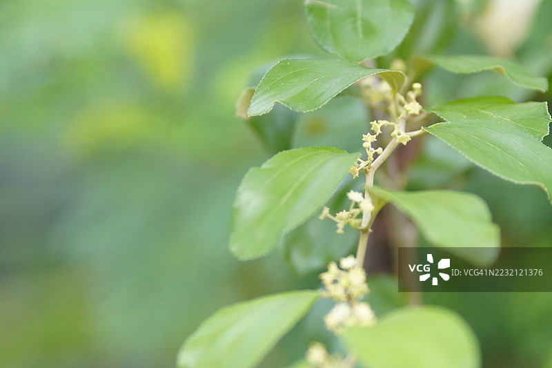 膜翅目黄蜂在枣花上飞舞图片素材